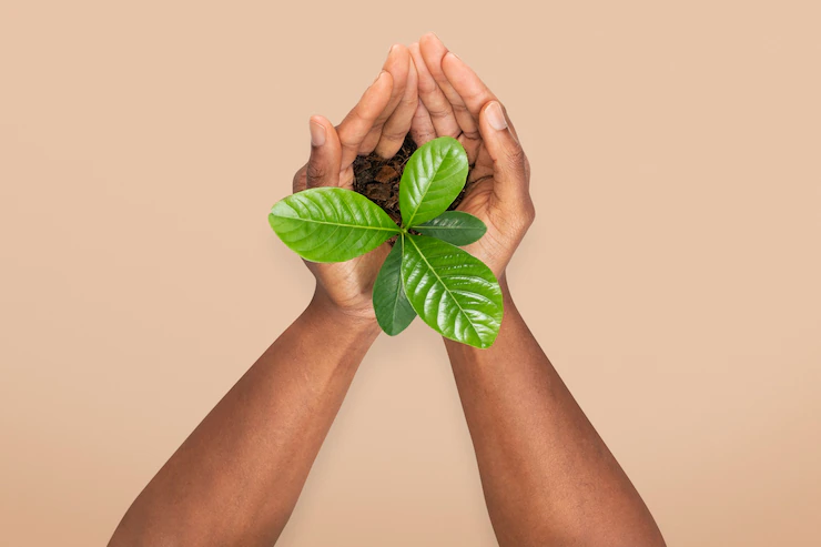 mãos segurando uma planta